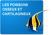 Leçon sur les poissons (Leçon)