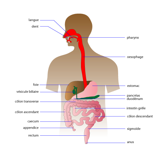 le Tube Digestif - Anatomie sur Detective Santé