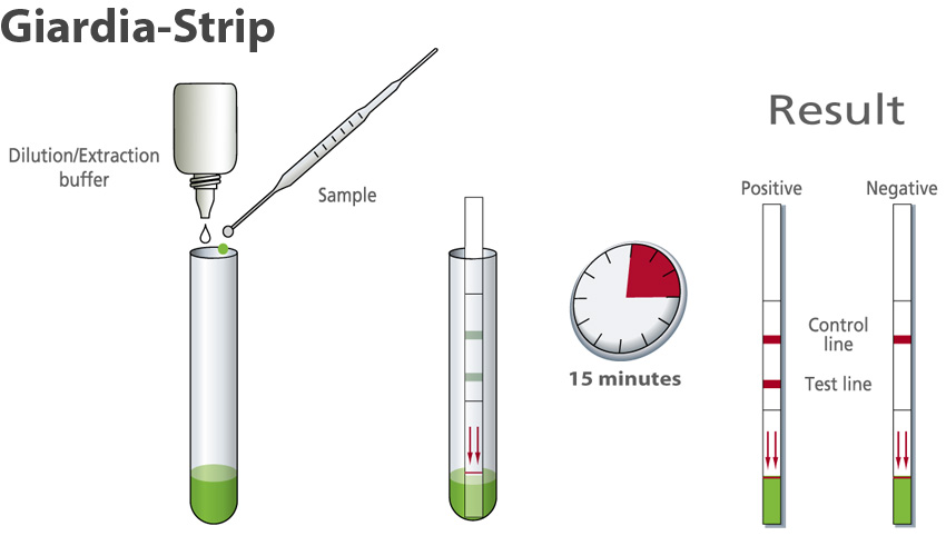 How to use Giardia strip