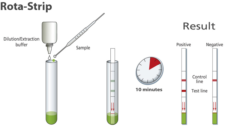 Procedure Rota strip