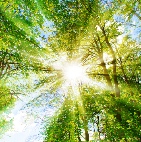 EACB Statement on the simplification of  the EU Deforestation Regulation