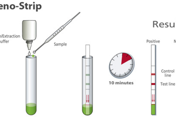 Adeno strip