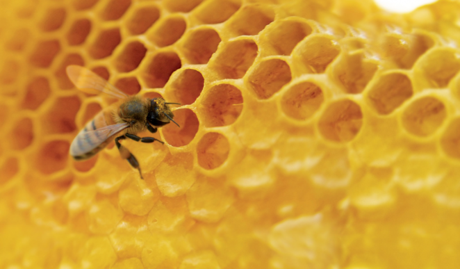 TetraSensor Honey