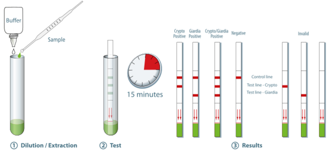 Crypto Giardia duo strip