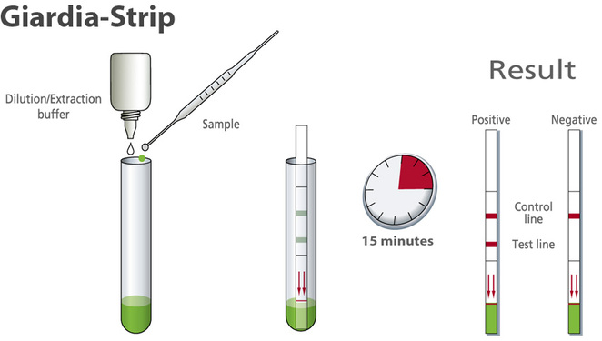 Giardia strip