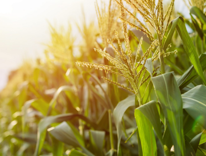 Agriculture